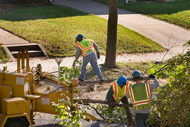 Best Tree Maintenance Programs  in Moss Beach, CA